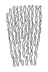 Macromitrium gracile, basal laminal cells.
 Image: R.C. Wagstaff © All rights reserved. Redrawn with permission from Vitt (1983). 